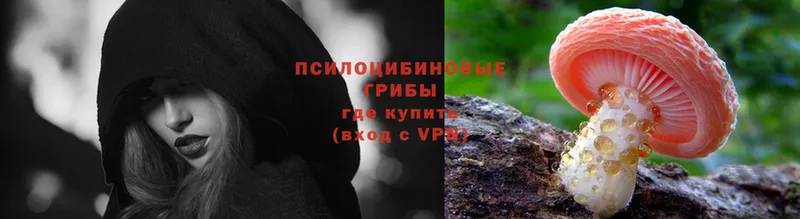 купить наркотики сайты  Светлоград  blacksprut рабочий сайт  Псилоцибиновые грибы мицелий 